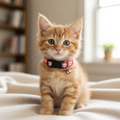 Orange kitten wearing a red collar with cartoon characters on a bed.