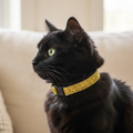 Black cat wearing a gold glittery collar on a blurred background