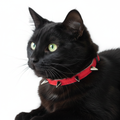 Collier de sécurité pour chat en velours clouté : Collier de sécurité pour chat Rock Kitty avec clochette
