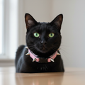 Samtrosa Katzenhalsband mit Nieten und Sicherheitsverschluss – Rock-Kitty-Style für wilde Katzen!